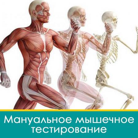 20 дней бесплатного мануально мышечного тестирования